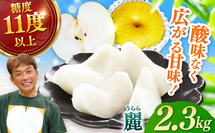 【2026年発送分 先行予約】【化粧箱入り】麗（秋麗）5-6個（約2.3kg） / 梨 / 佐賀県 / 大川三世代 [41AEAB008]