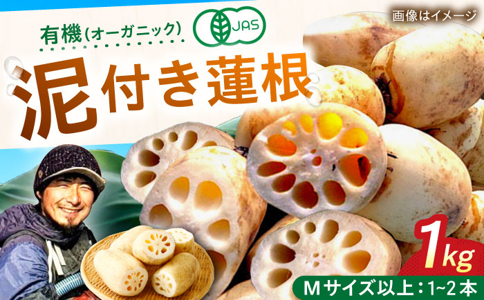 有機（オーガニック）泥付き蓮根1kg / れんこん / 佐賀県 / 吉田農園 [41AHAE004]