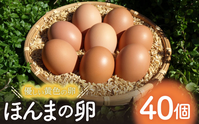 平飼いニワトリの有精卵！ほんまの卵 40個（10個×4パック） / たまご / 佐賀県 / 本間農園 [41AJAA003]