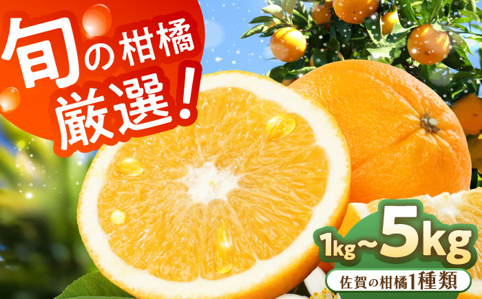 旬の柑橘類 / フルーツ / 佐賀県 / 一般社団法人龍乃 [41ANAC098]