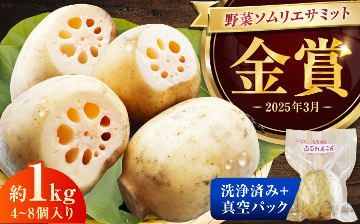 【金賞受賞！】真空パック 松尾青果のこだわり白石れんこん 約1kg(4-8個) / れんこん 蓮根 レンコン 野菜 根菜 / 佐賀県 / 松尾青果 [41ASAB001]