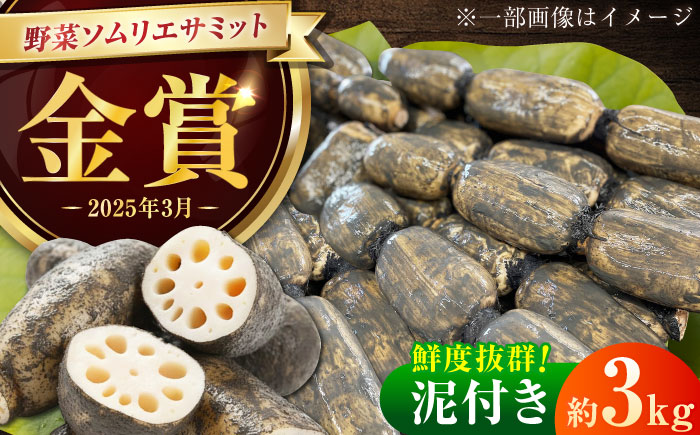 【金賞受賞！】泥付き 松尾青果のこだわり白石れんこん 約3kg / れんこん 蓮根 レンコン 野菜 根菜 / 佐賀県 / 松尾青果 [41ASAB002]