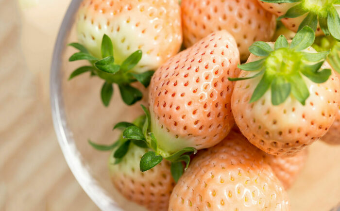 【2026年発送分 先行予約】【全3回定期便】淡いピンクの白いちご「淡雪」 計1.32kg （220g×2パック×3回） / フルーツ / 佐賀県 / 岸川農園 [41ASAG005]