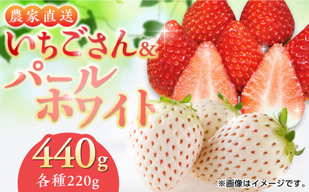 【2026年発送分 先行予約】紅白いちごのセット 佐賀県産 いちごさん・パールホワイト各220g / フルーツ / 佐賀県 / かわさきいちご [41ASBJ001]