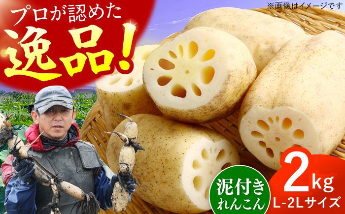 田島屋れんこん 2kg（泥付き） / 蓮根 / 佐賀県 / 田島屋れんこん [41ASDA002]