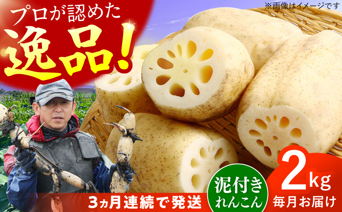 【全3回定期便】田島屋れんこん（泥付き） 計6kg（2kg×3回） / 蓮根 / 佐賀県 / 田島屋れんこん [41ASDA005]