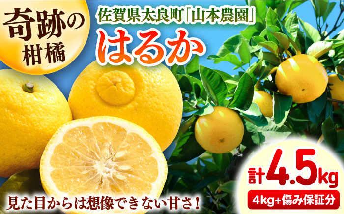 はるか 計4.5kg（4kg＋500g傷み保証分）　M-3Lサイズ / みかん / 佐賀県 / 山本農園 [41ATBT006]