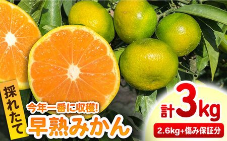 [先行予約][みかん通の方に大人気]早熟みかん 計3kg(2.6kg+400g傷み保証分)/ みかん 蜜柑 温州ミカン 柑橘 果物 フルーツ / 佐賀県 / 山本農園 [41ATBT001]