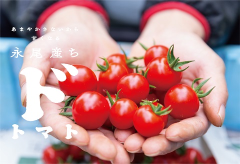 【人気】甘さとコクがド級！ドトマト1号：B140-010