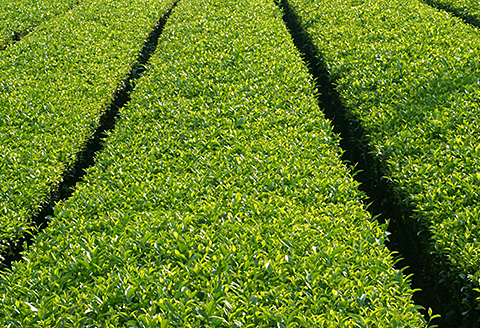 有機栽培 三年番茶：B100-013