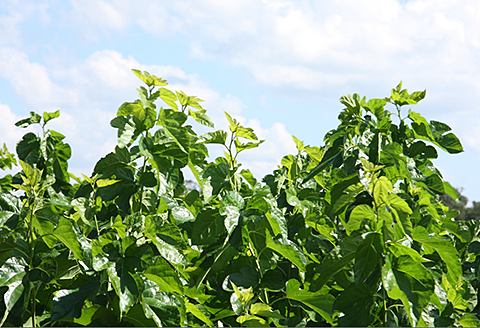 有機栽培 桑の葉青汁（2個セット）：B150-019