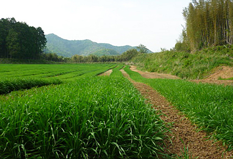 有機栽培 大麦若葉青汁（2個セット）：B120-014