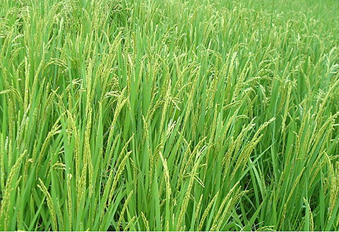 国産 玄米コーヒー（3個セット）：B180-009