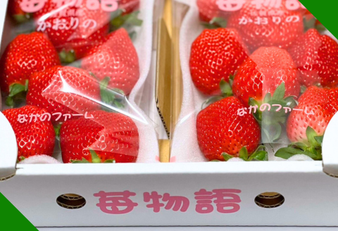 佐賀県産 いちご「かおりの」（250g×2パック）：A080-006