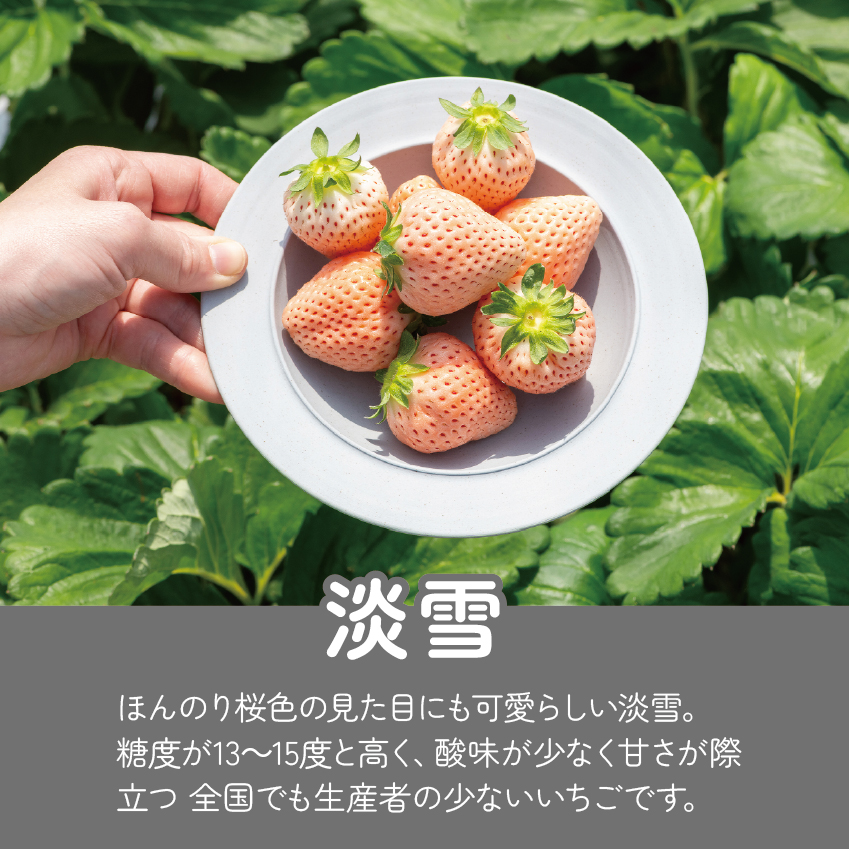【先行予約】希少価値 佐賀県産 いちご 淡雪 （化粧箱×2箱） フルーツ 果物 旬 苺 白いちご 350g×2P 贈答 化粧箱 ギフト プレゼント 九州 佐賀県 佐賀市 清瀬農園 ：B190-026