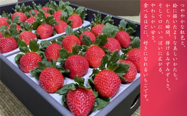 極上のいちごさん ITOFARM 苺 佐賀県産 イチゴ フルーツ 果物 ：B240-016