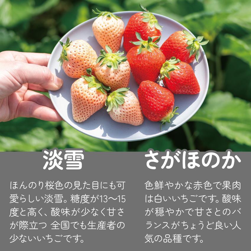 【定期便3回】佐賀県産 紅白いちご 食べ比べ 2~4月発送 淡雪 さがほのか フルーツ 果物 定期便 旬 苺 紅白 白いちご 九州 佐賀県 佐賀市 清瀬農園：B395-011