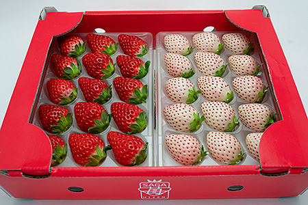 【定期便3回】佐賀県産 れんこんといちご【12月から2月発送】：B445-006