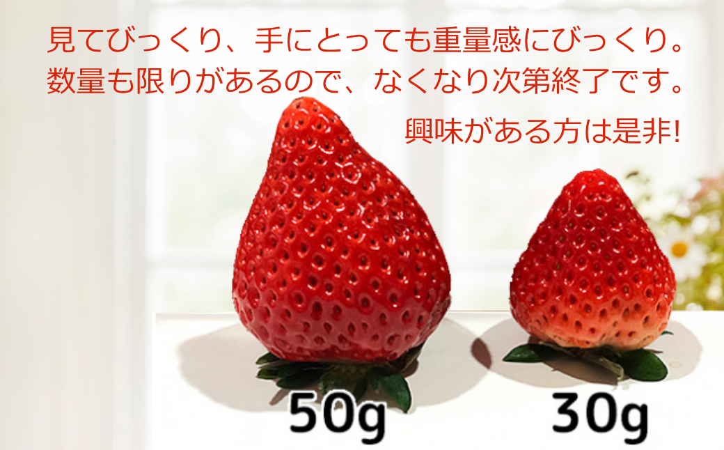 ITOFARM 大玉のいちごさん イチゴ いちご 苺 フルーツ 果物 佐賀県産 ：B630-002