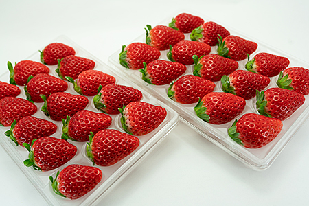 【先行予約】 佐賀県産 いちご さがほのか フルーツ 果物 旬 苺 イチゴ 220g×2P 九州 佐賀県 佐賀市 清瀬農園：B100-035