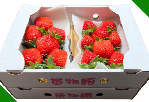 佐賀県産 いちご「かおりの」（250g×4パック）：B110-046