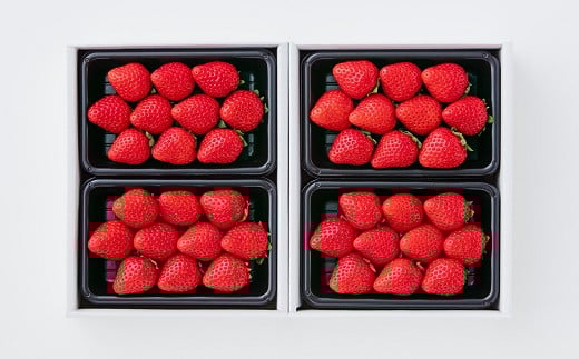 【完熟・採れたて】 特別栽培 イチゴ 恋みのり 250g×4パック 1月中旬～4月発送 いちご 苺 果物 フルーツ 佐賀県 佐賀市 ：B130-049