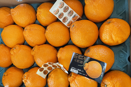 【先行予約】佐賀みかん デコポン【不知火】：B195-006