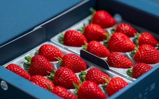 【定期便3回】赤いちご食べ比べ（1月〜3月発送）：B275-005