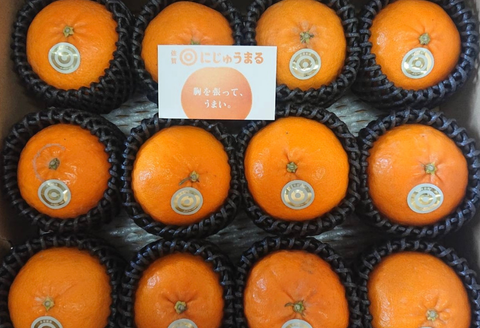 佐賀みかん にじゅうまる：B340-002