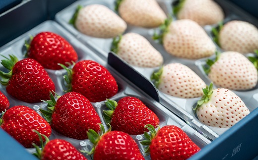 【定期便3回】赤いちご白いちご食べ比べ（2月〜4月発送）：B395-013