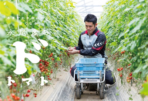 【人気】甘さとコクがド級！ドトマト1号：B140-010