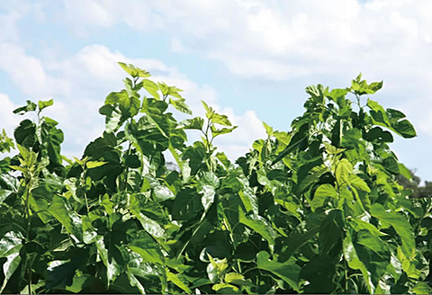 有機栽培 桑の葉茶：A095-016