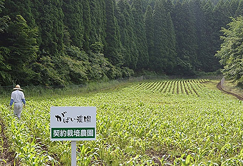 有機栽培 コーン茶：A095-017