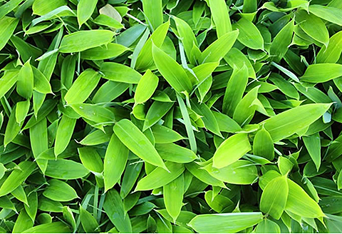 国産 クマザサ茶：A085-023