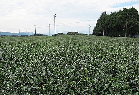 国産 生姜紅茶：A085-016