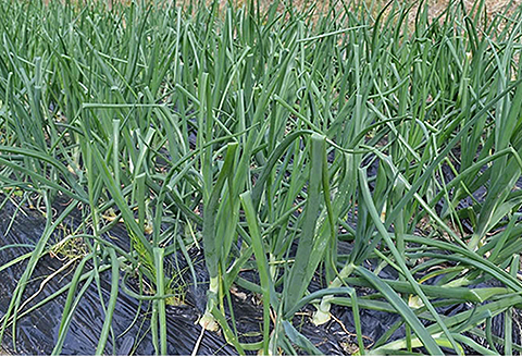 国産 玉葱皮茶：A095-019