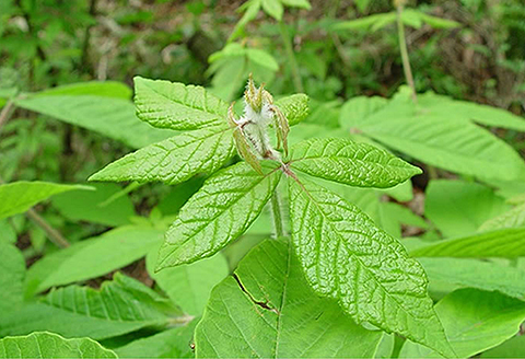 国産 めぐすりの木茶：A085-025