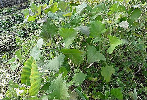 国産 ヤーコン茶：A085-020