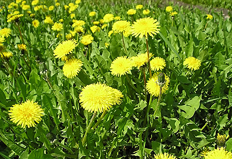 たんぽぽコーヒー：A095-025