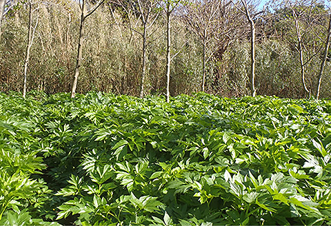 国産 明日葉茶：B100-016