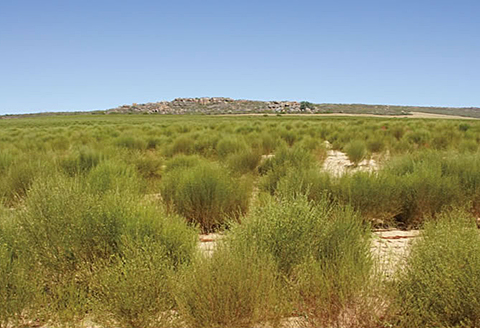 オーガニックルイボスティー（4個セット）：B190-010