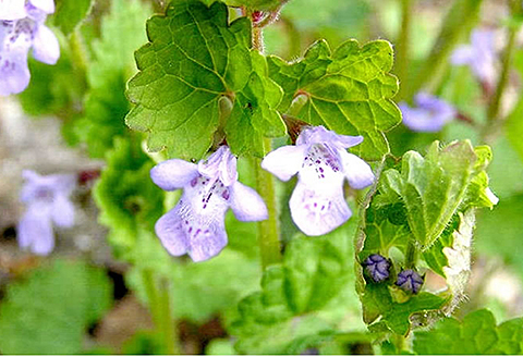 国産 カキドオシ茶（3個セット）：B210-008