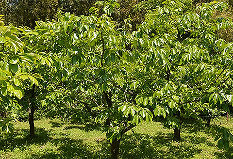 国産 柿の葉茶（3個セット）：B180-011