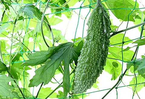 国産 ゴーヤ茶（3個セット）：B210-007