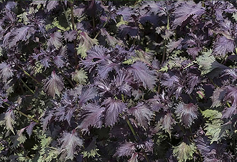 国産 しその葉茶（3個セット）：B210-011