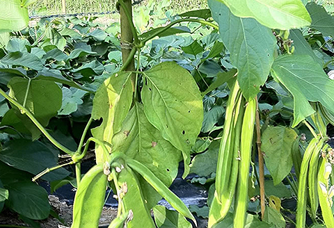 国産 白なた豆茶（3個セット）：B220-006