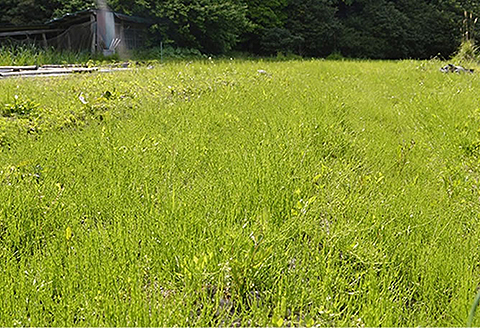 国産 すぎな茶（3個セット）：B180-020