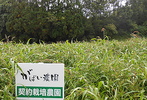 国産 発芽はと麦茶（3個セット）：B180-007