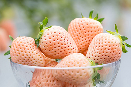 佐賀県産 白いちご 淡雪＆パールホワイト：B180-035