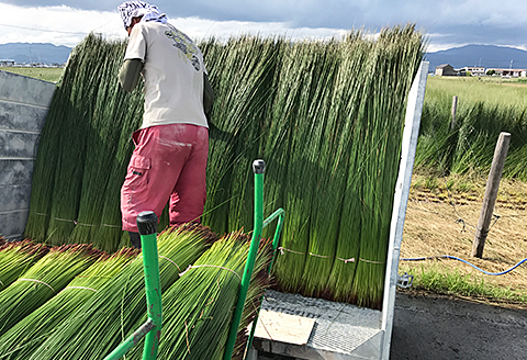 佐賀県産い草置き畳 82cm角1枚セット：B360-003